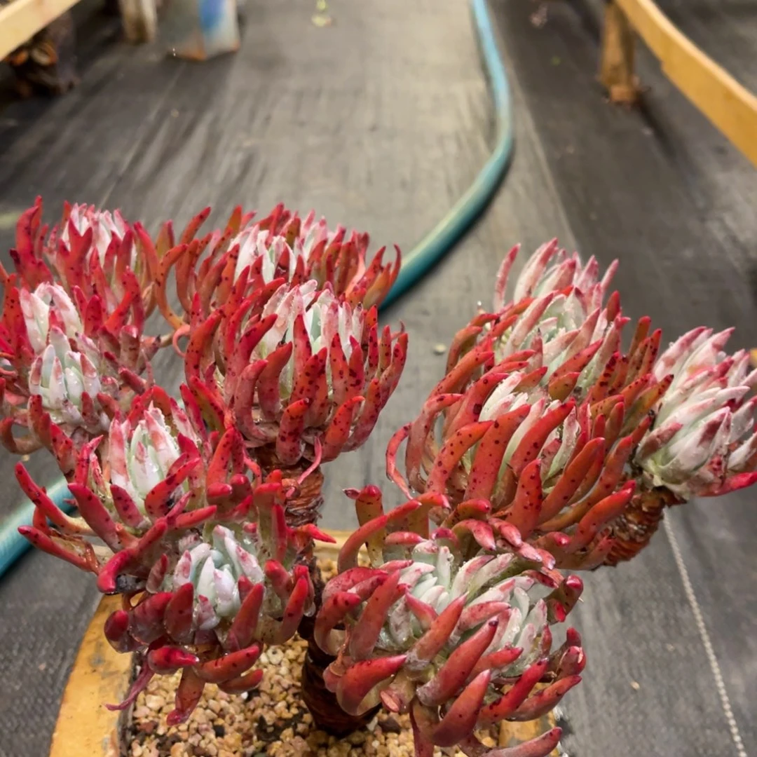 用****0886686868686868686