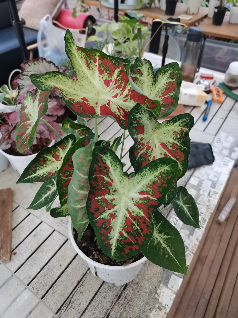 奶油镰刀.彩叶芋.观叶植物.不包售后