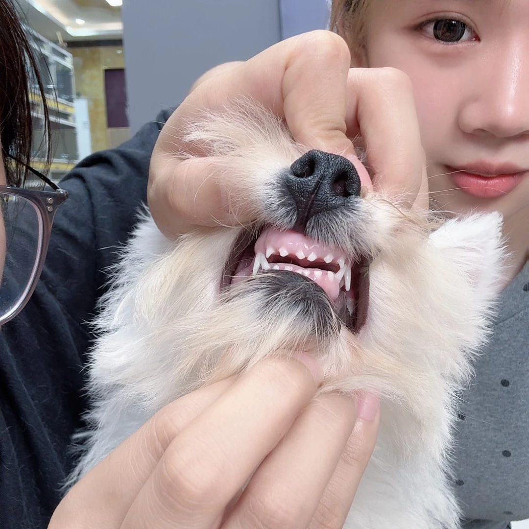 刚毛妹妹，出血统出借配