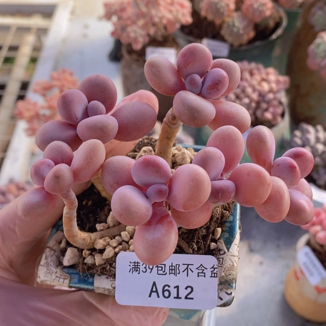 糖果桃蛋老桩10cm612多肉植物