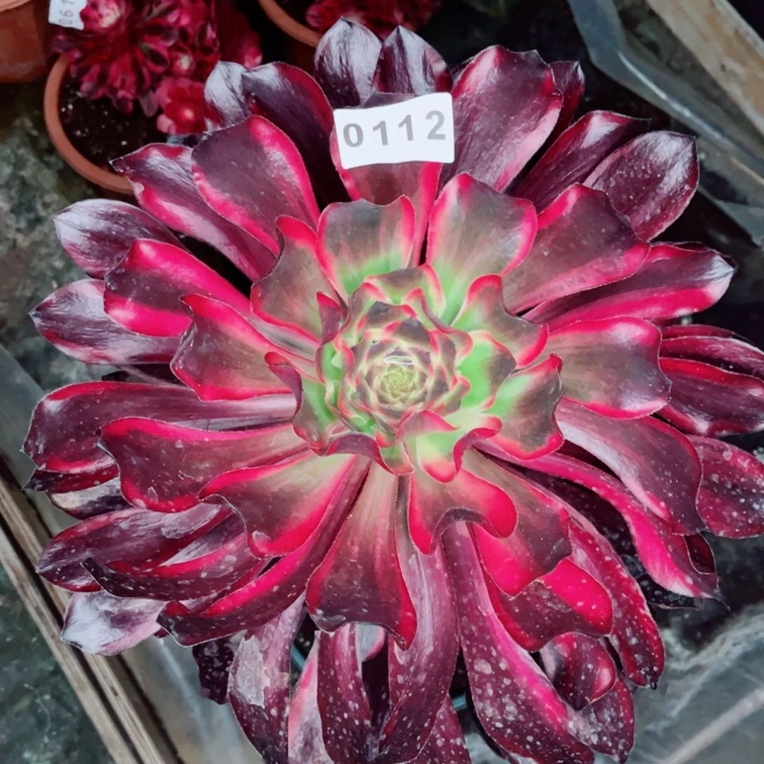 ?****?红魔女多肉发货发货