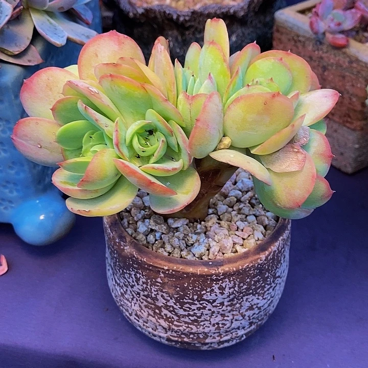用***8多肉植物多肉植物