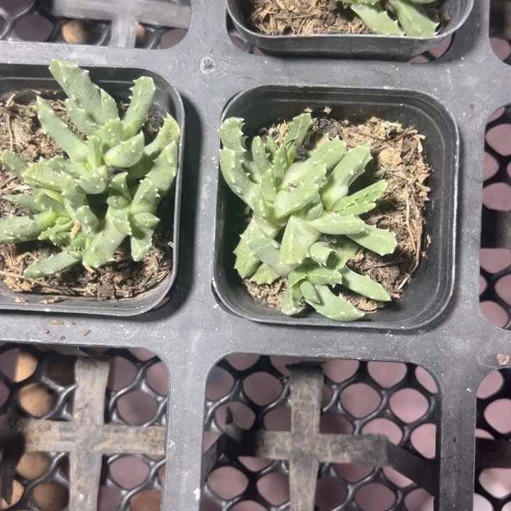芳香波精品多肉植物
