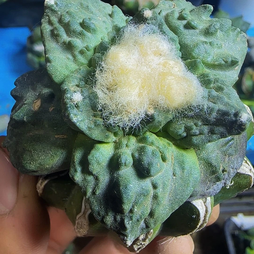 大尤怒涛961。