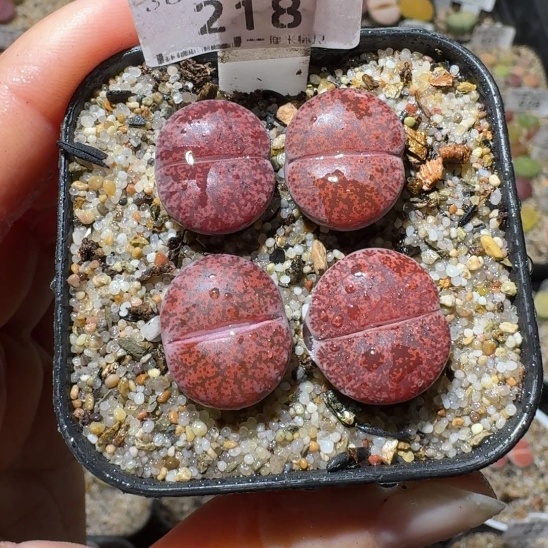 高品质生石花清清218