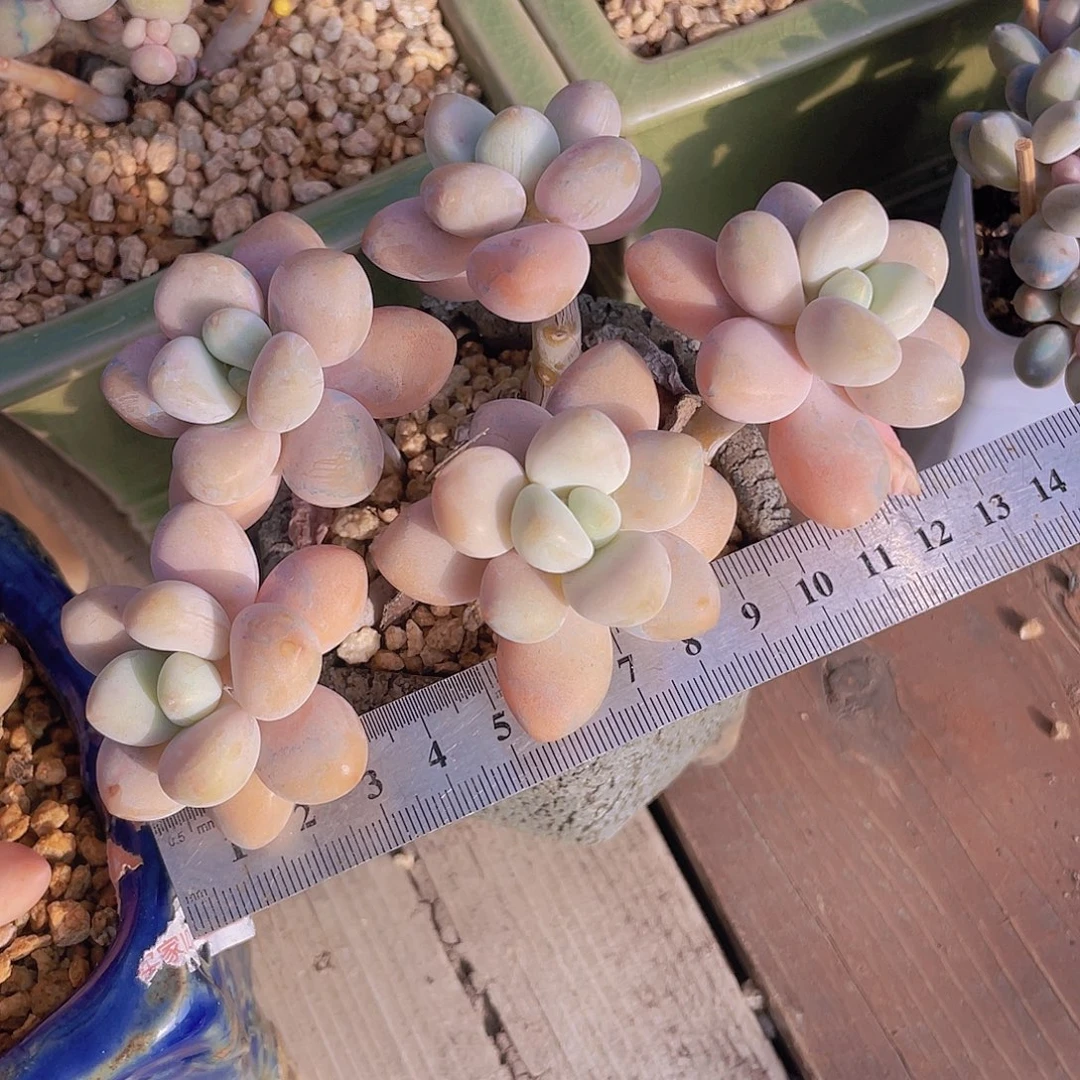 洛神 脱土发货 看好尺寸