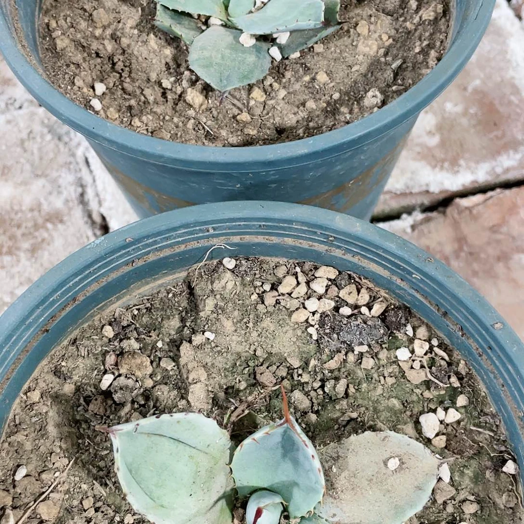 禁*。福克斯小苗龙舌兰包邮