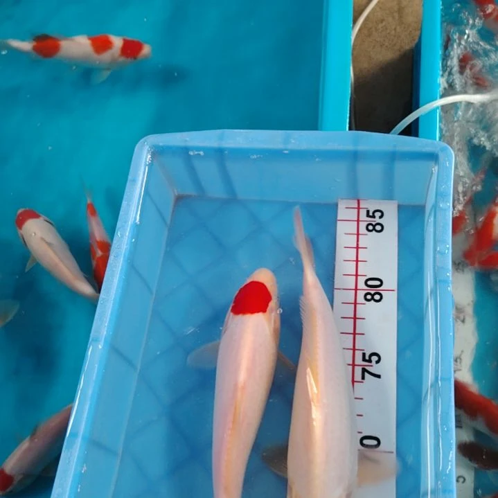 海水鱼顺丰包邮开箱包活1