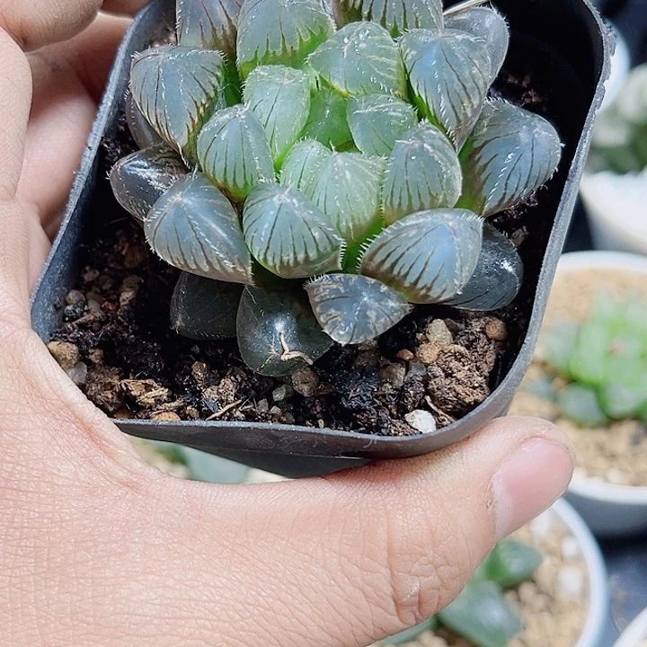 玉露系列新手好养