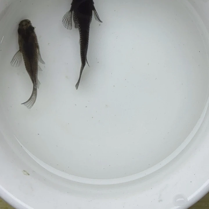 青鳉鱼短球球大蛇32个