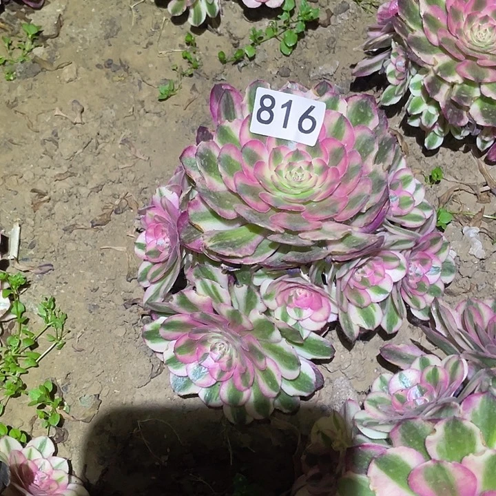 多肉植物法师816粉体荔枝