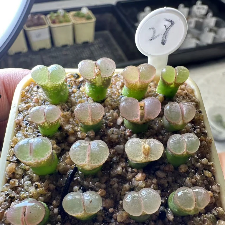 【天津专场】28多肉植物肉锥山本一颗