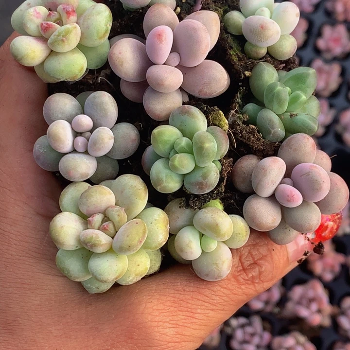 樱桃 咖啡 桃蛋 彩虹 蛋黄 乘以2