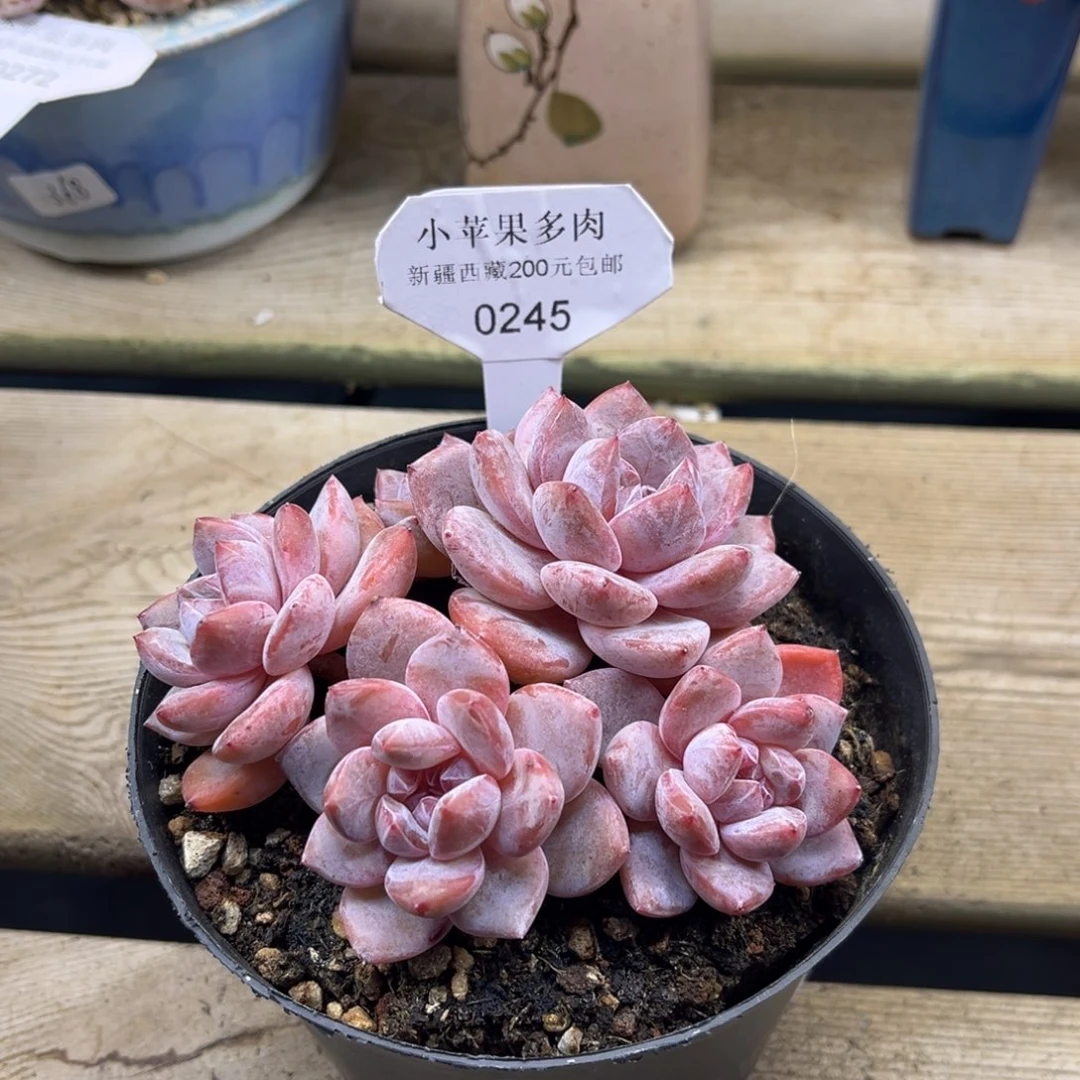 粉底紫心245/10cm5头