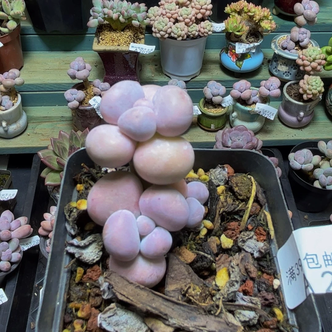 2085橙奶3cm多肉植物