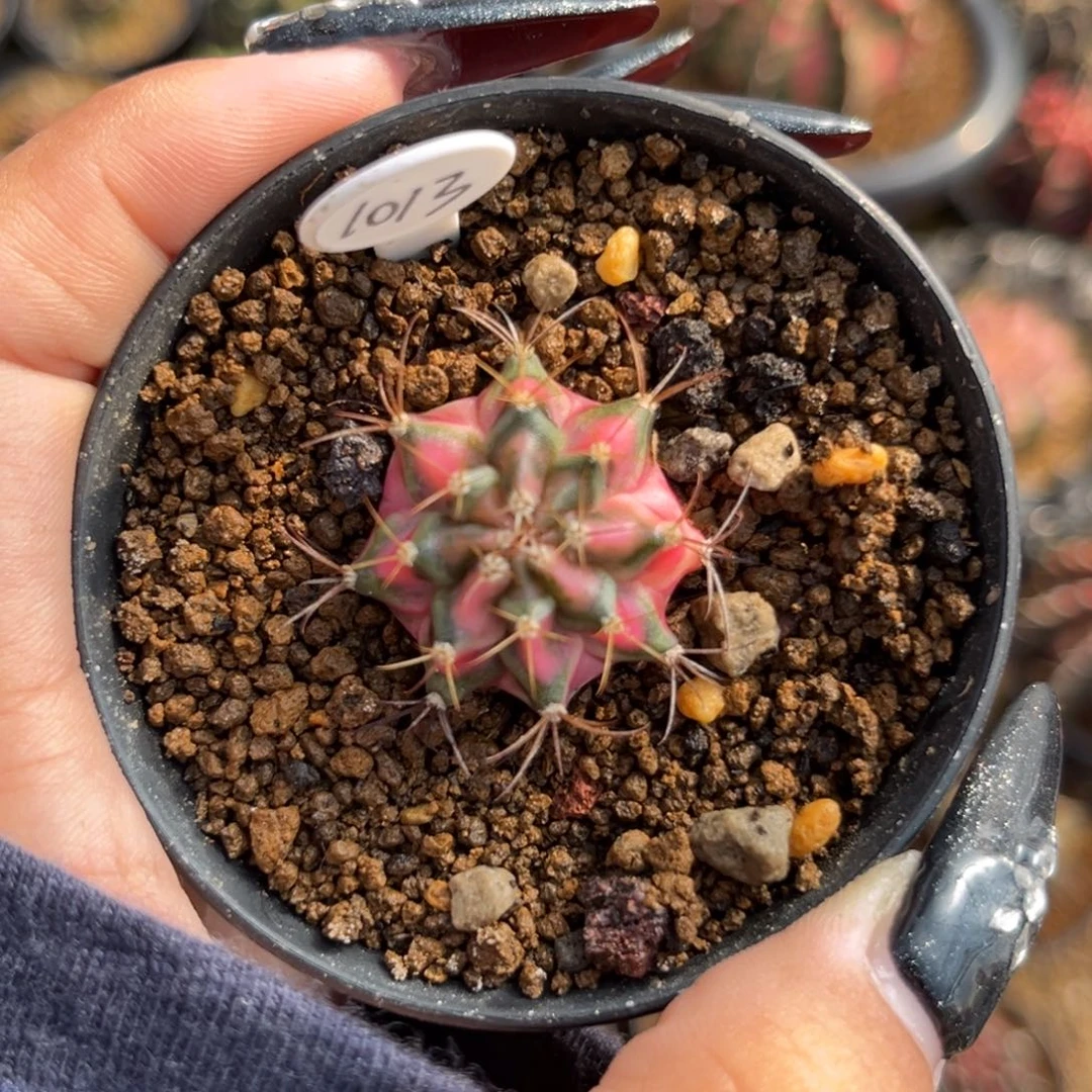 1013 侧牙海神锦 带盆土福利