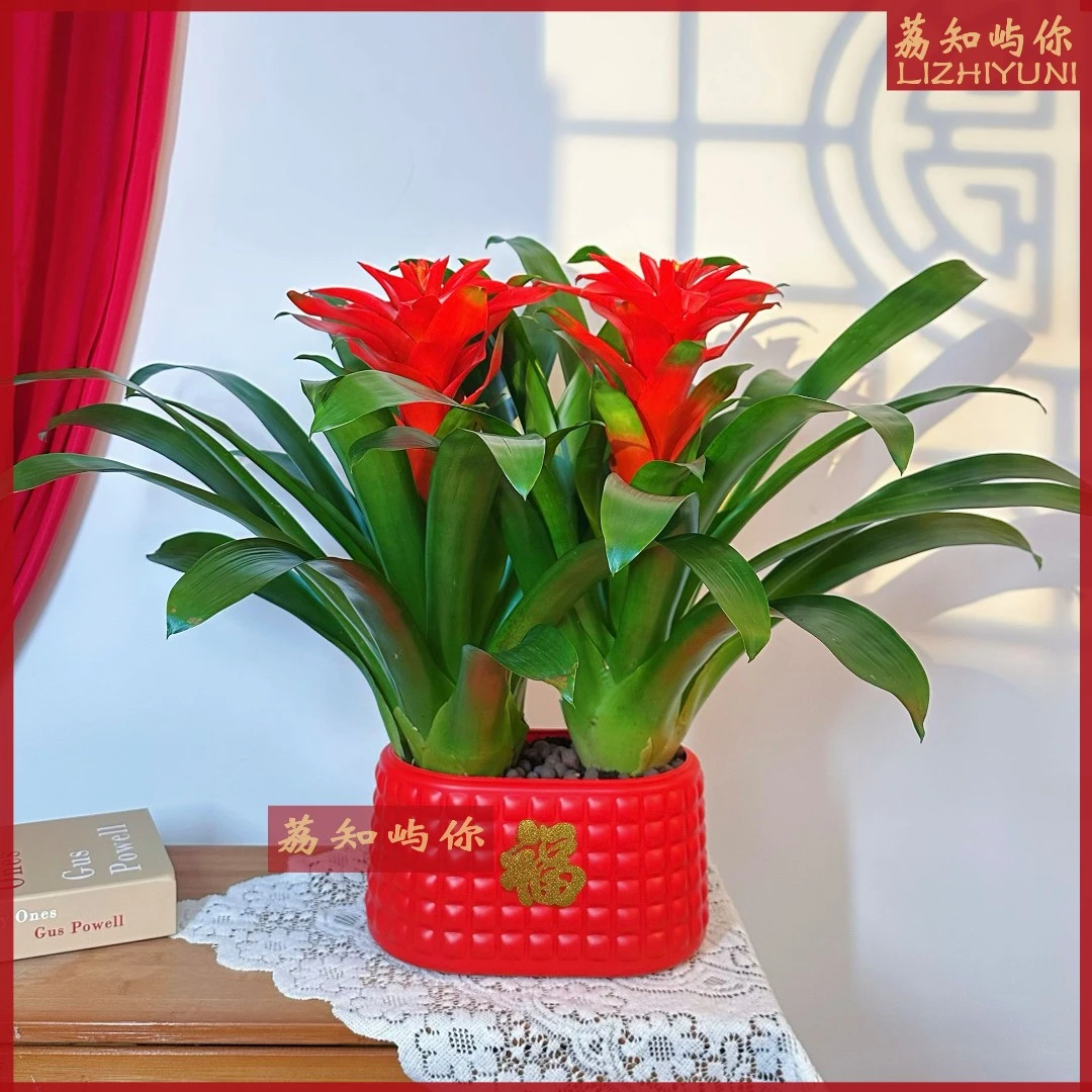 【2颗装】鸿运当头盆栽大盆客厅凤梨花卉植物室内好养活四季旺宅