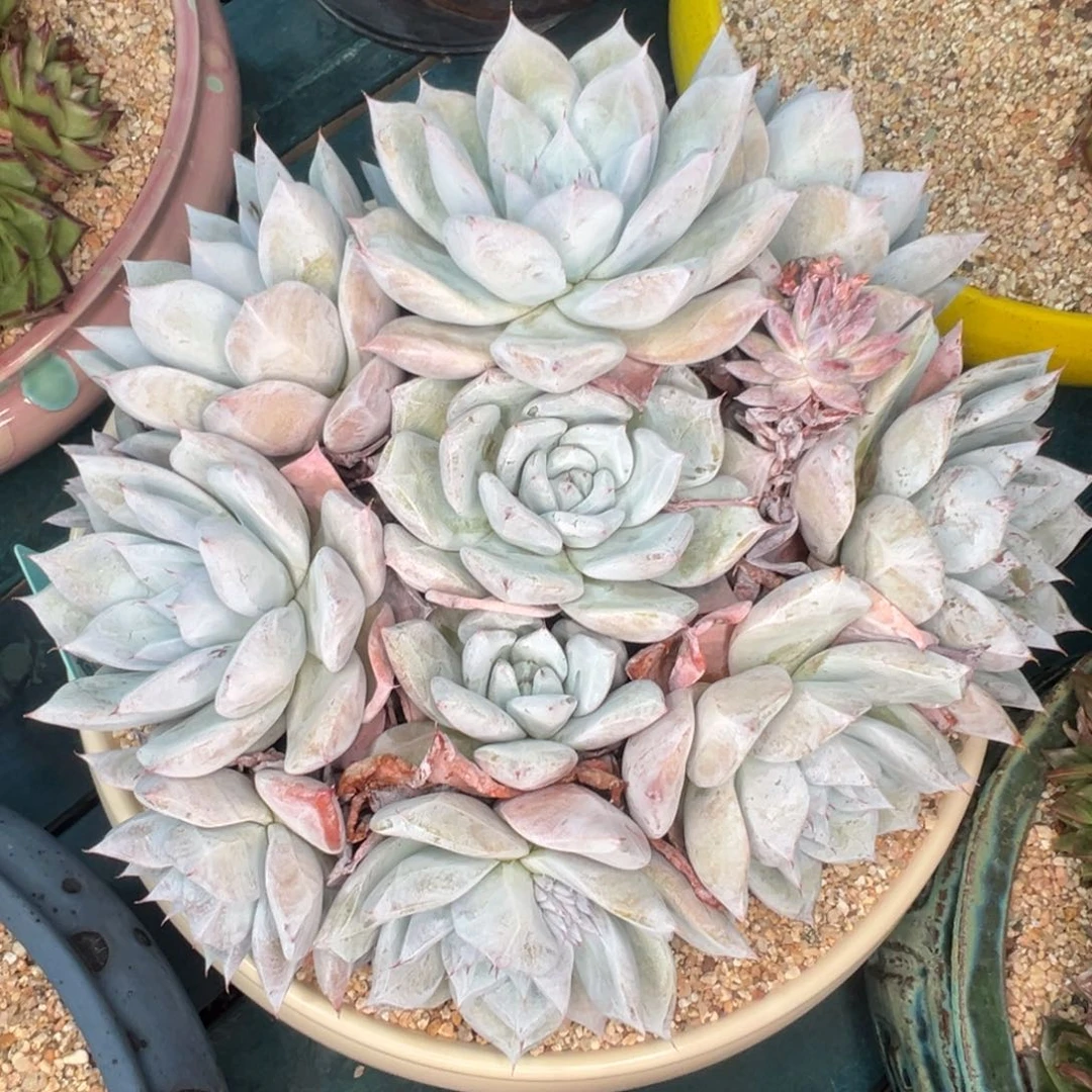 从前慢多肉精选编号0626.55555