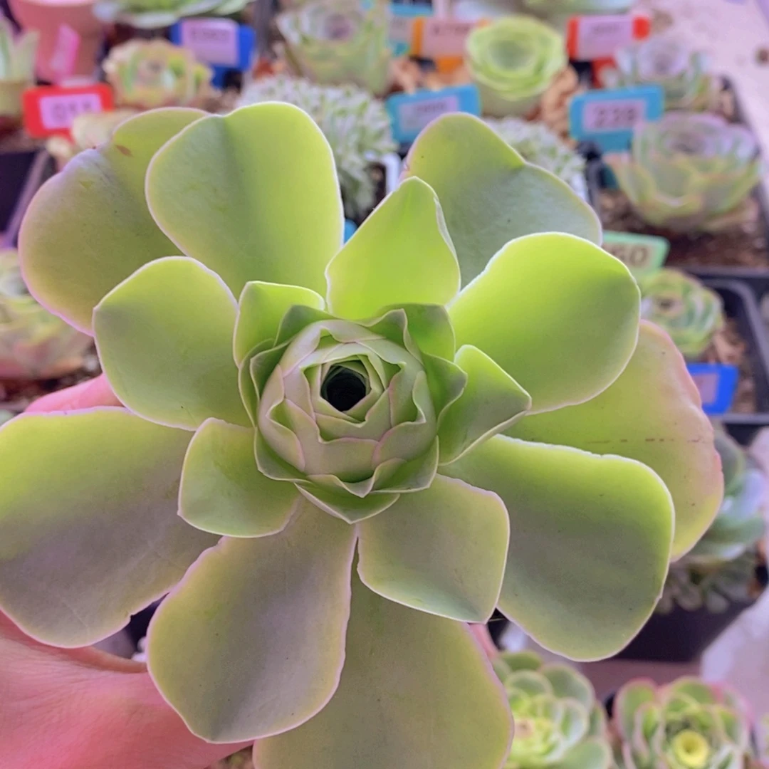 山地玫瑰一物一拍300