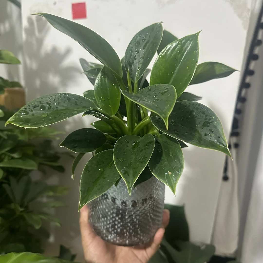 室内好养金钻盆栽