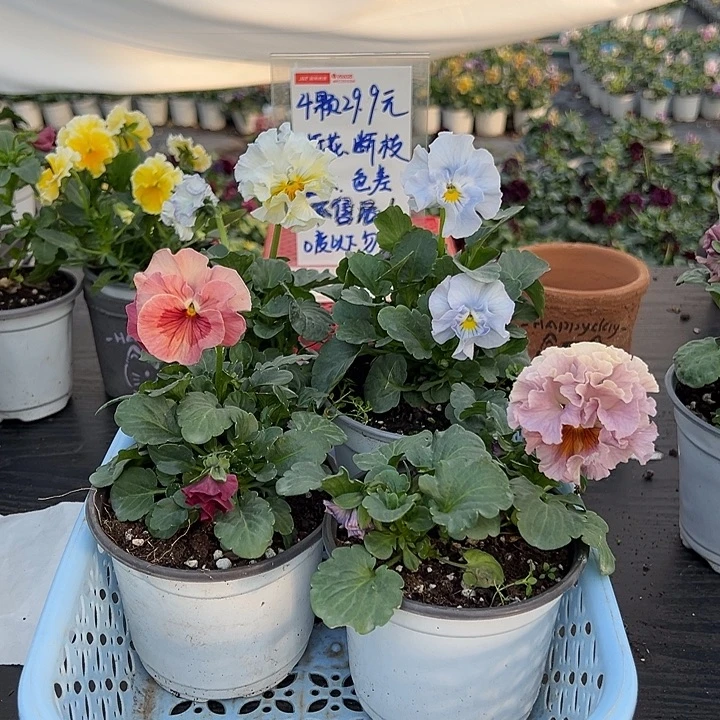 当前无花朵，栽培后可花朵56号