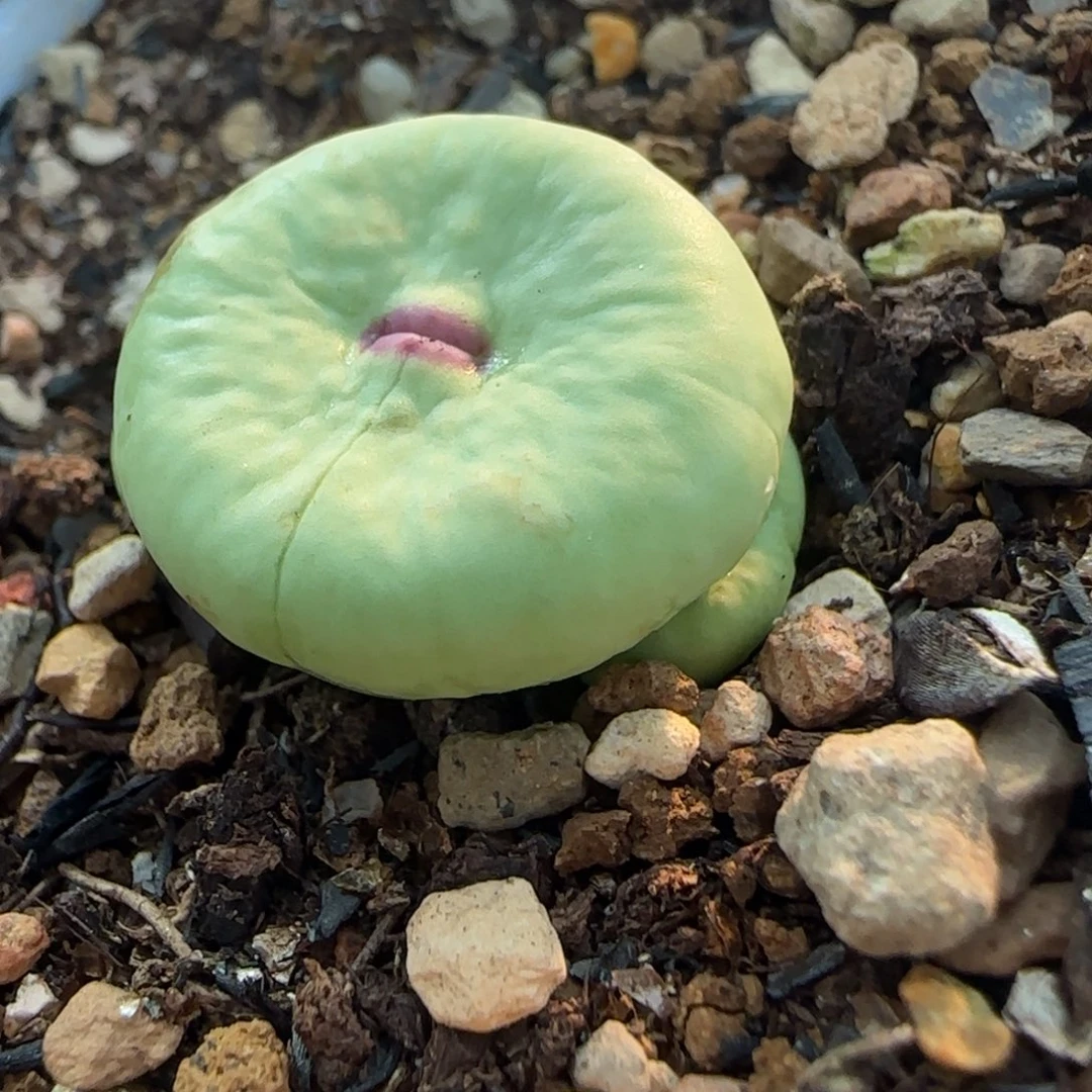 丁*多肉植物1968大嘴53号（满38元包邮）