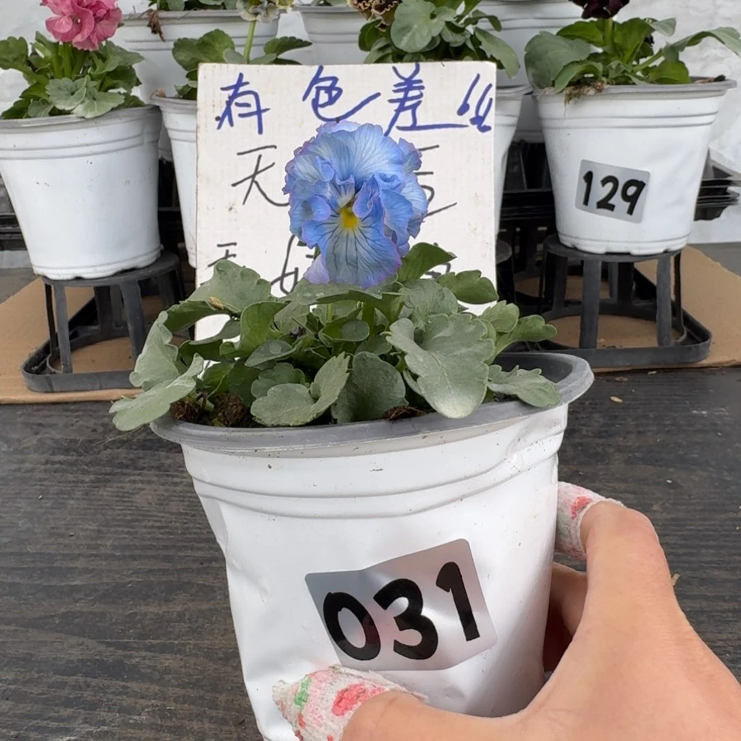 全部花朵01号青汁
