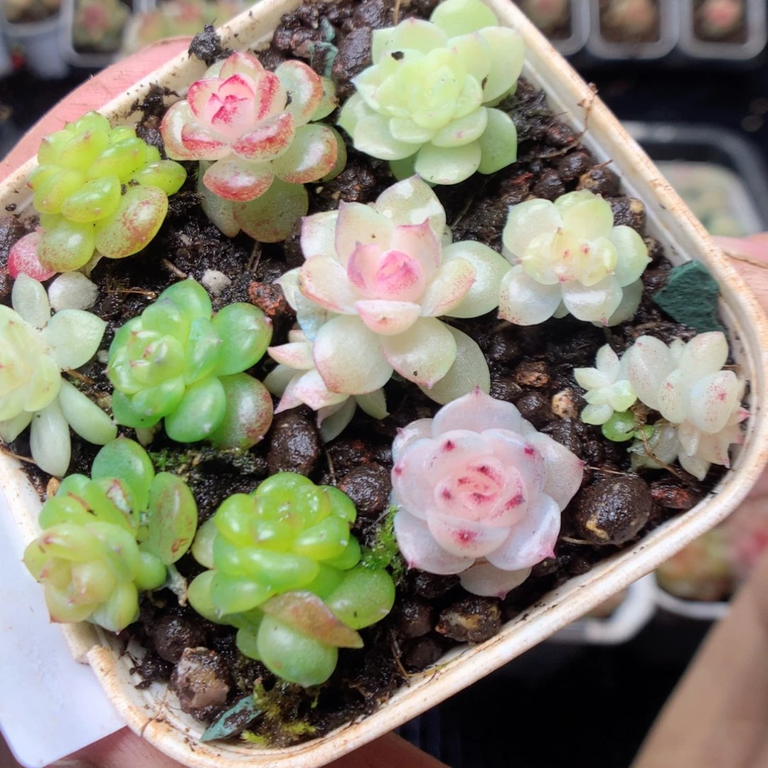 无花朵Q15。yyyyyyyy