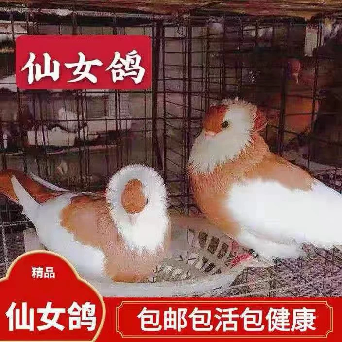 精品黄仙女青年鸽一对包公母包活到家鸽子鸽子出售