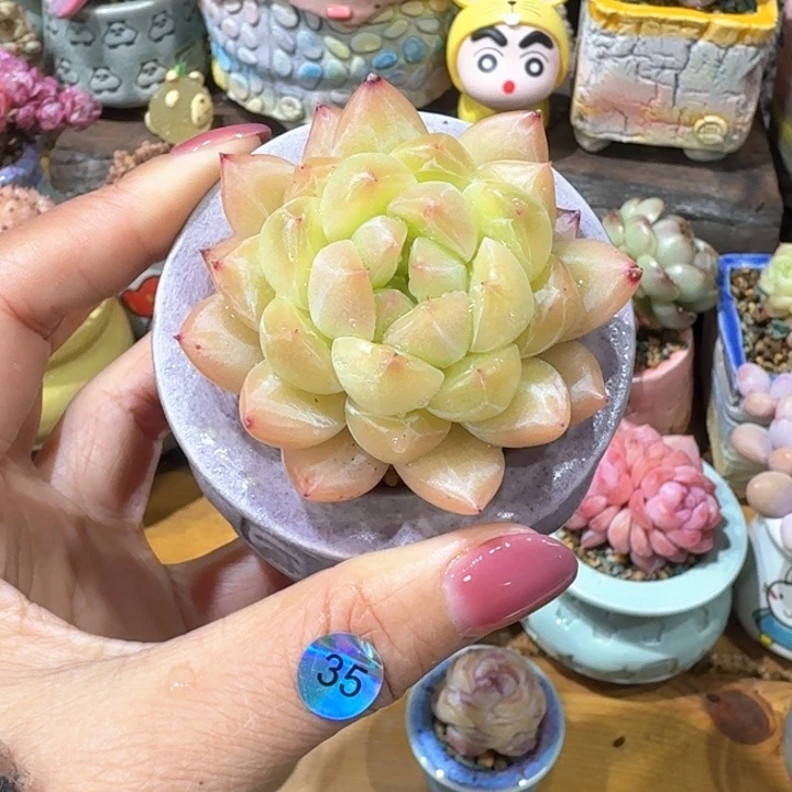 35 多肉含盆土 30元包邮 除偏远地区