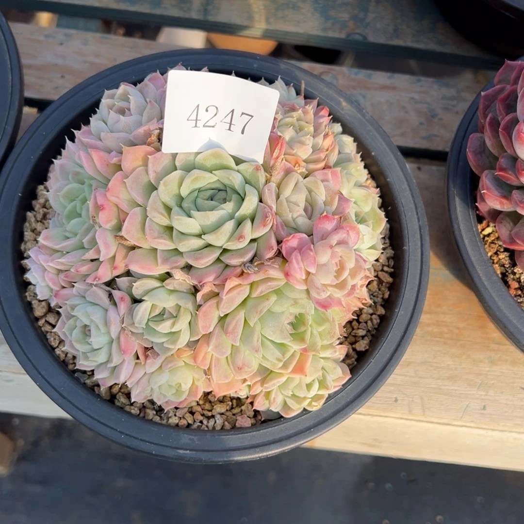 N*4247多肉多多多多