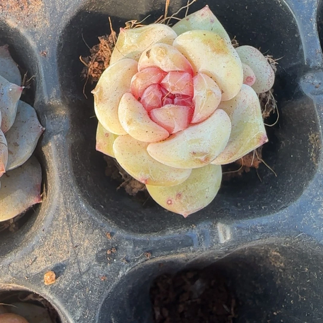 多肉小卡拉米糖心一物一拍