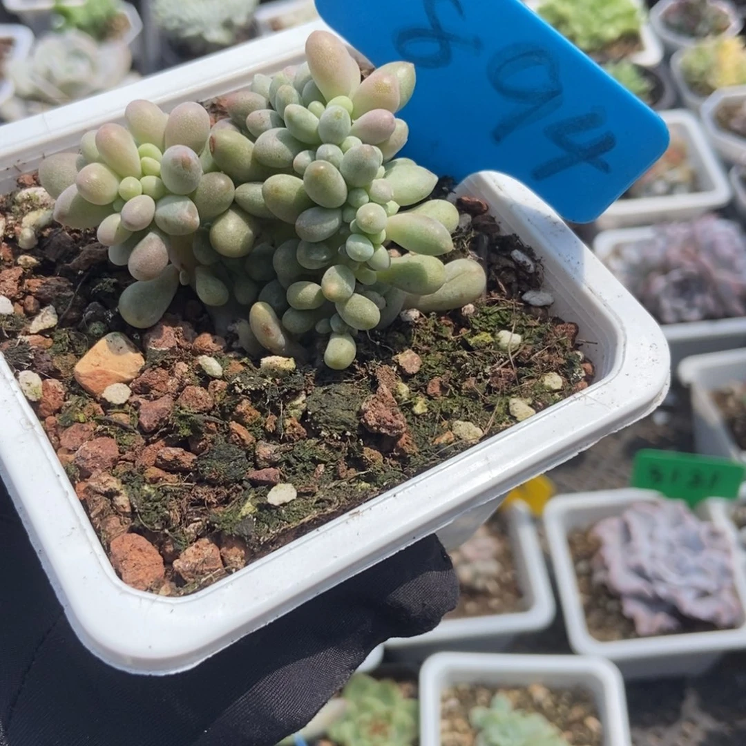894汤圆缀多肉植物保护