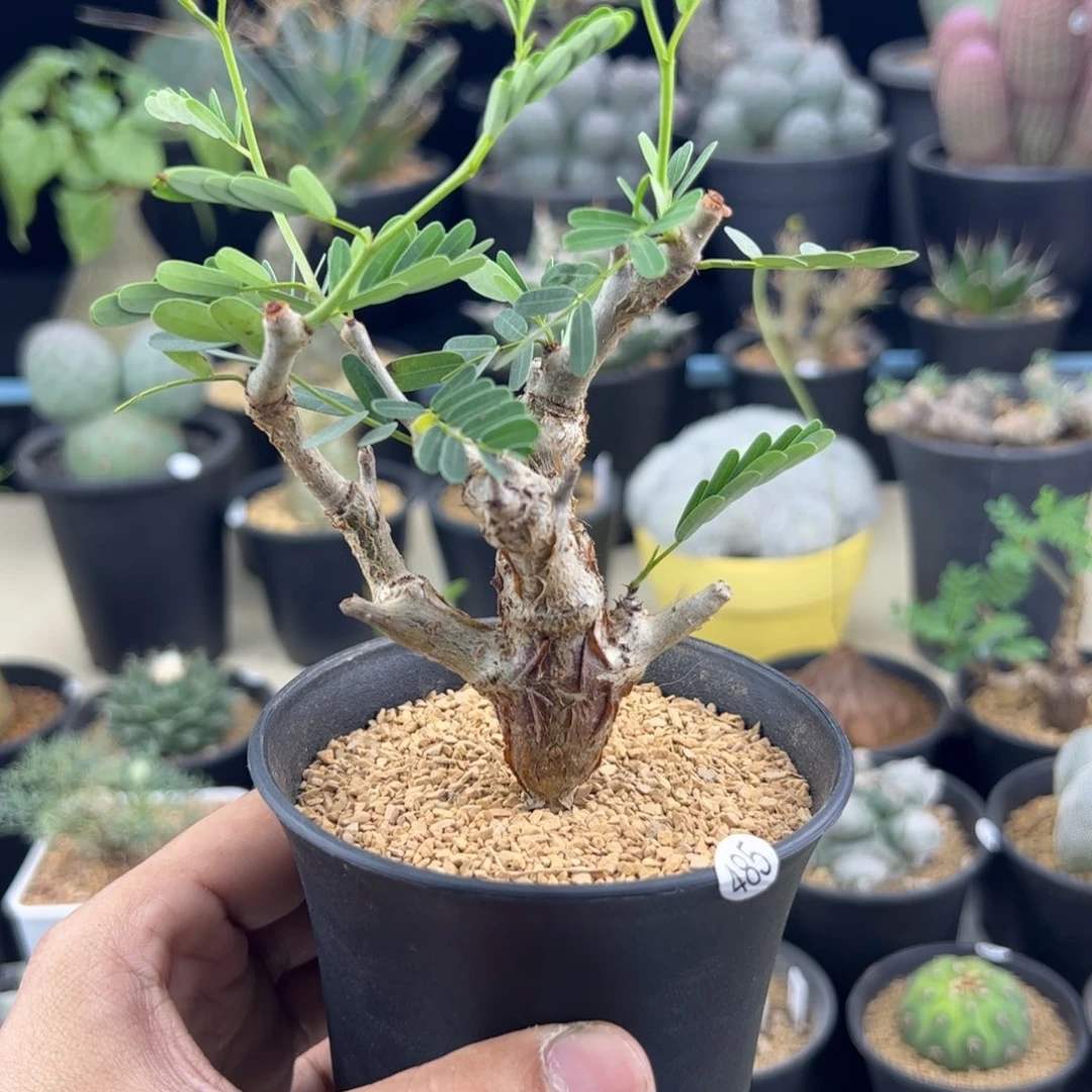 沙漠苏木实生一物一拍
