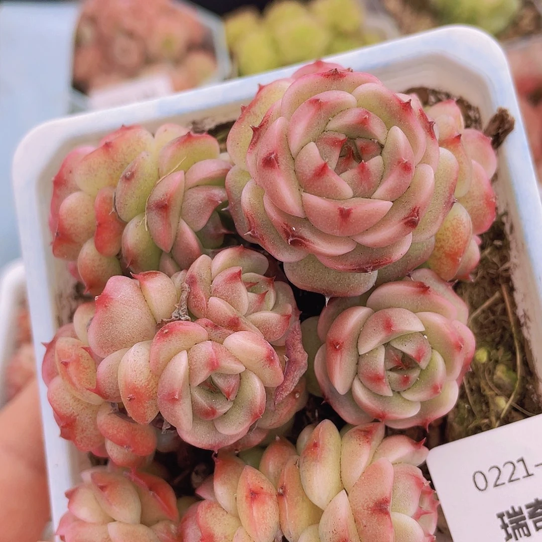 000000000000000048一物一拍