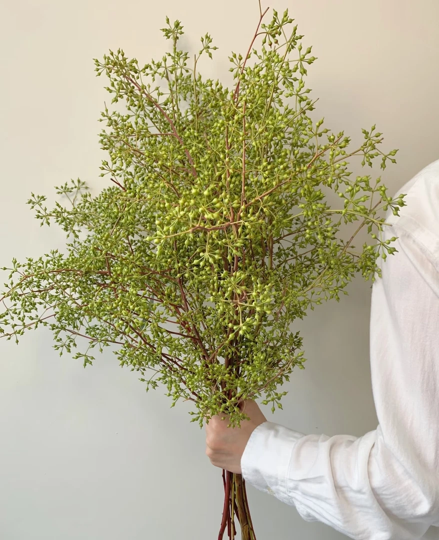 【小米果-东方花屿甄选】香樟果纯天然鲜果可水养干养观赏期久