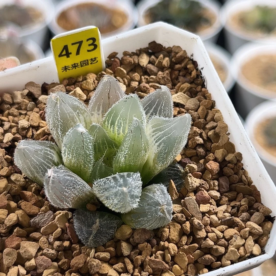 473毛玉锦福利福利福利