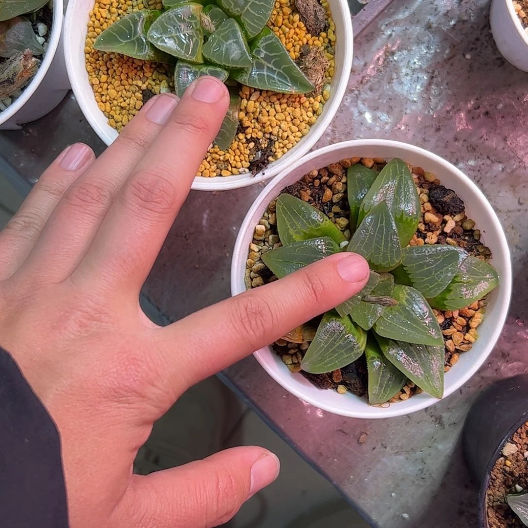 快****手红红火火恍恍惚惚