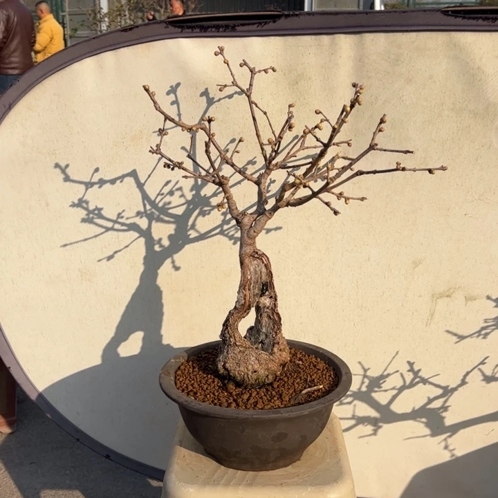 乘***～少量花朵（建议范围：2朵-5朵 或40%以下）