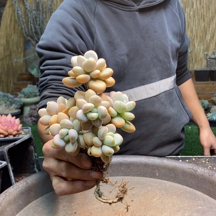 唯***e922号洛神多肉植物