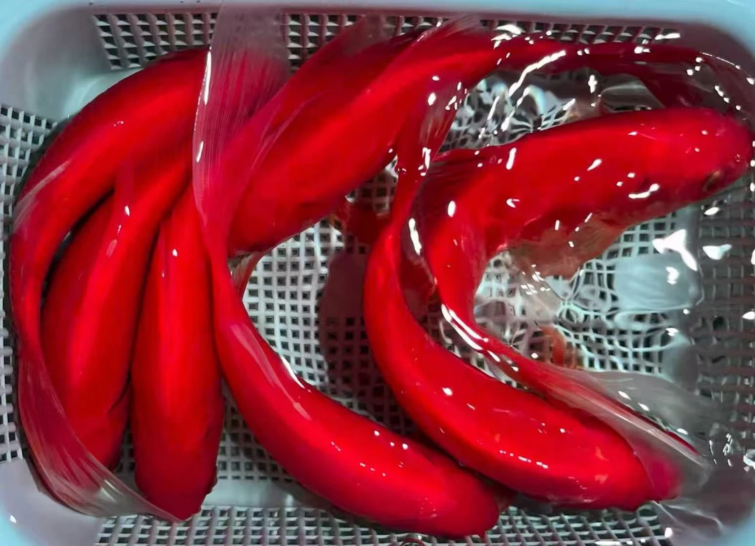 10号【10-12厘米7条红草金】冷水鱼 观赏鱼