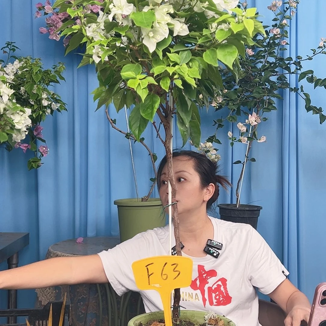思****大部分开放少量花苞F63白狐狸