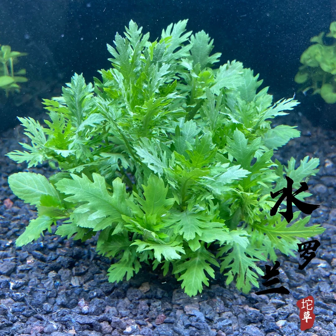 水罗兰坨草水草植物造景阴性水草活体真草懒人新手小白鱼缸水草