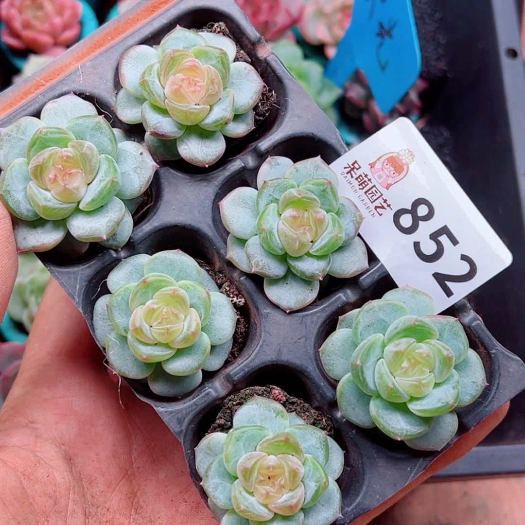 L***n多肉植物多肉植物