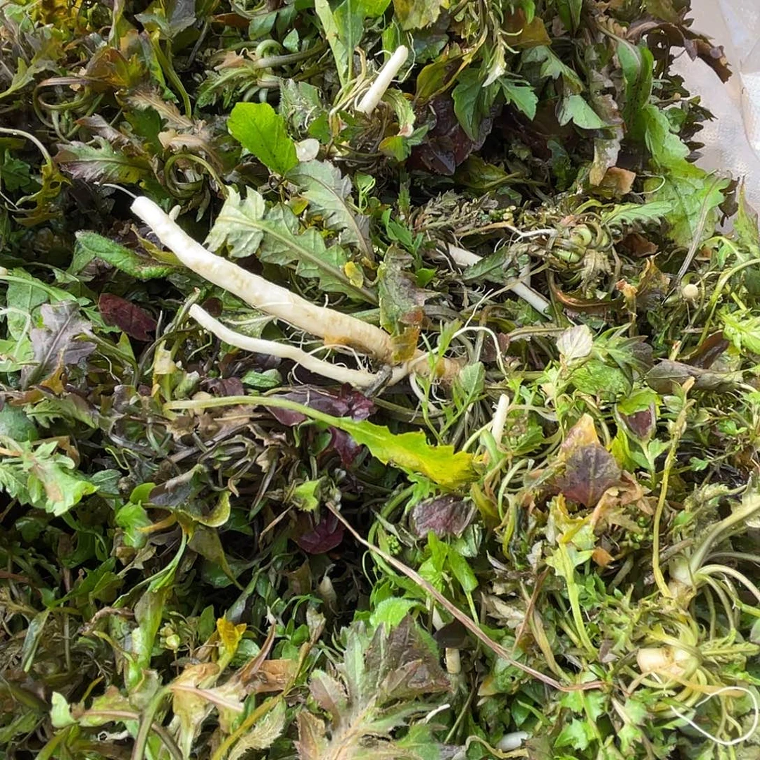 中国大陆野荠菜1.7斤水洗过