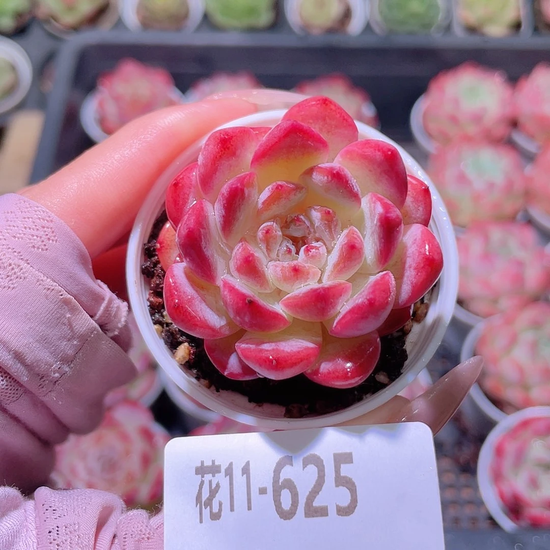 花利美11-625果汁
