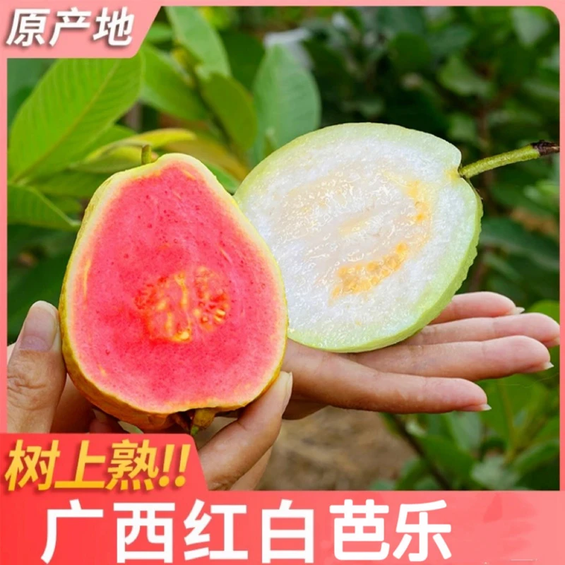 【李俊专属】【空运保温袋发货】广西玉林红心白心芭乐送酸梅粉