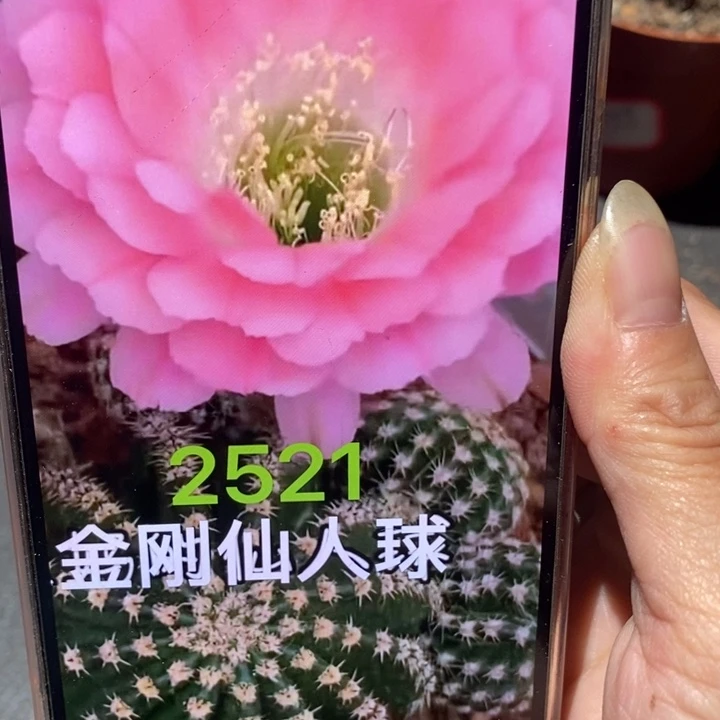 香香金刚2521侧芽3.5公分左右