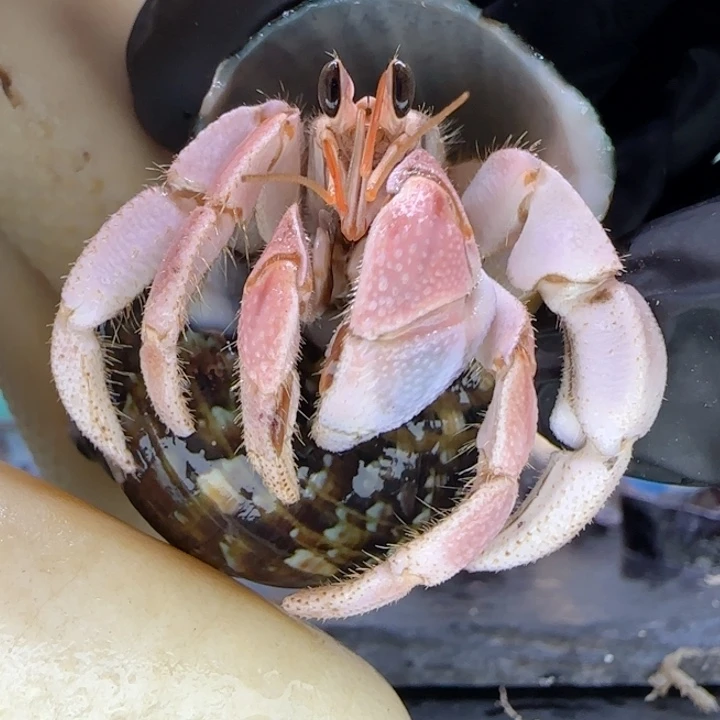 A69仙女粉 灰白1.9cm口径