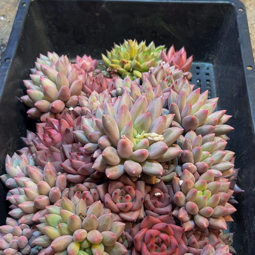 301多肉葡萄领导人的接见并